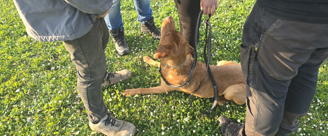 Begleithundeprüfung